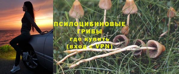 стаф Алзамай